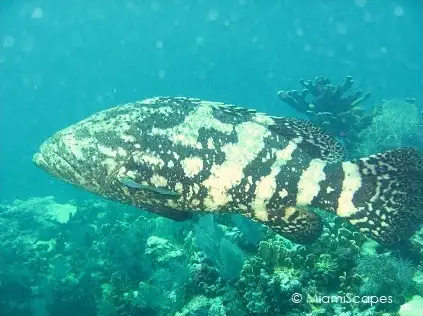 Molasses Reef - Goliath Grouper