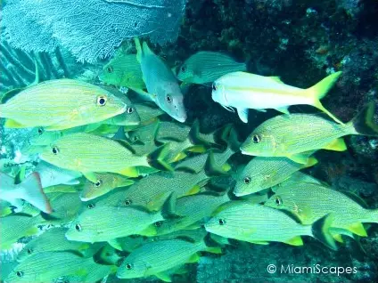 Molasses Reef - School of Blue-striped Grunts