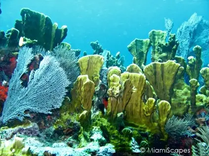 Molasses Reef - Leafy Coral