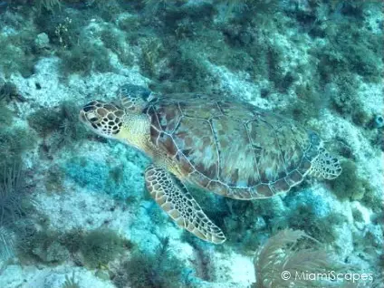 Molasses Reef - Sea Turtle