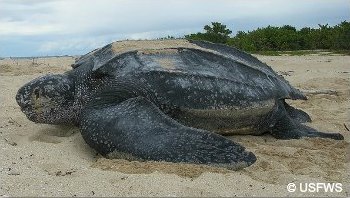 Leatherback Turtle