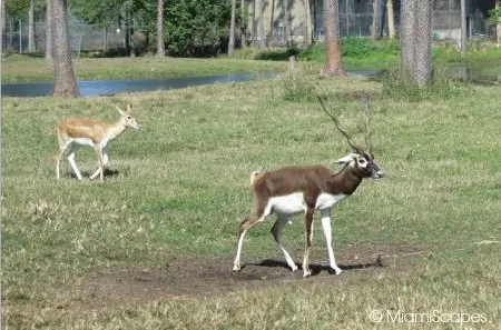 Lion Country Safari  blackbuck in the Gir Forest