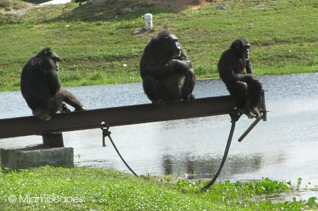 Lion Country Safari Chimpanzees