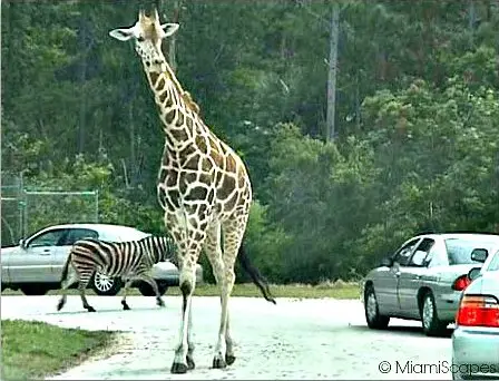 Drive Through Safari at Lion Country Safari Park