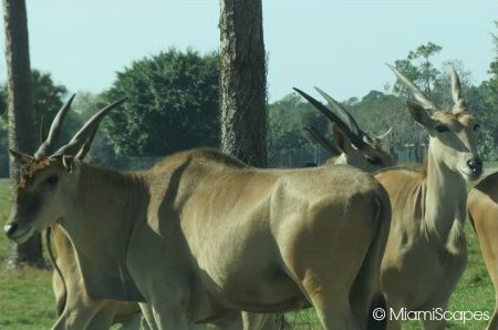 Lion Country Safari Eland at the Serengeti Plains