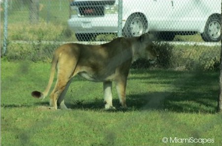 Lion Country Safari Lions