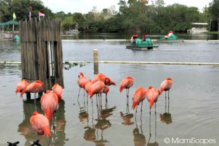 Lion Country Safari World - Flamingoes and Paddle Boats