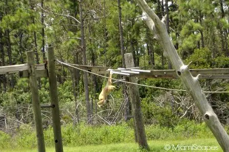 Lion Country Safari Gibbon hanging around