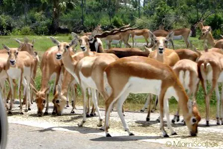 Lion Country Safari Gir Forest Animals