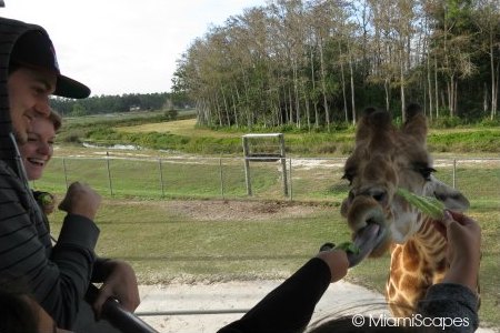 Lion Country Safari World - Giraffe Feeding