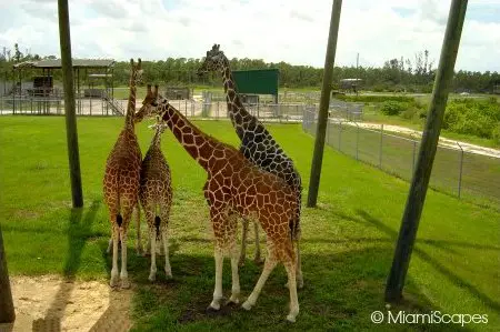 Lion Country Safari World - Giraffe Platform