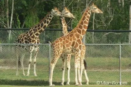 Lion Country Safari Herd of Giraffes