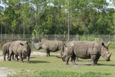 Lion Country Safari Herd of  Rhinos