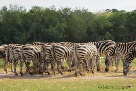 Lion Country Safari Herd of Zebras