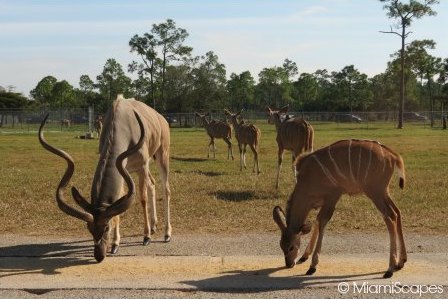 Lion Country Safari Kudus in Ruaha National Park