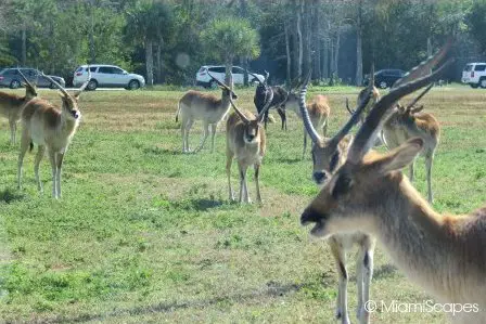 Lion Country Safari  Impalas in Ruaha National Park