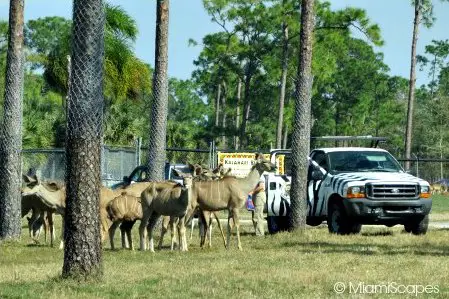 Lion Country Safari Feeding Time