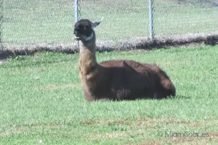 Lion Country Safari Llama in the Pampas