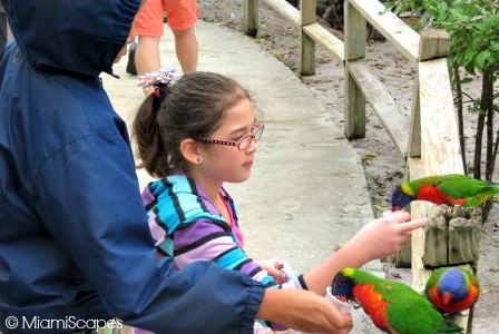 Lion Country Safari World - Lory Feeding