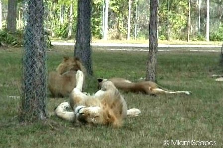 Lion Country Safari male lions snoozing