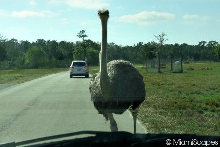 Lion Country Safari Ostrich in front of our windshield