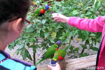 Lion Country Safari World - Lory Feeding