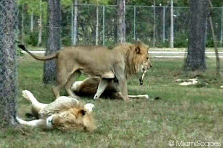 Lion Country Safari Lions