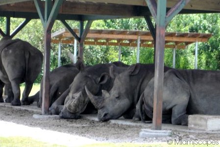 Rhinos resting under the shade