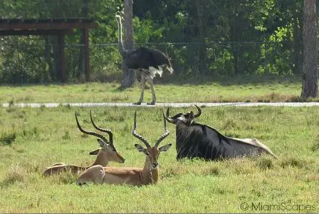 Lion Country Safari Wildebeest Ostrich Waterbuck at the Serengeti Plains