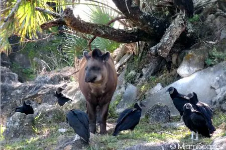 Lion Country Safari Tapir in the Pampas