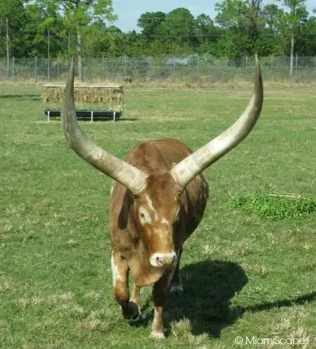 Lion Country Safari Watusi  at the Serengeti Plains