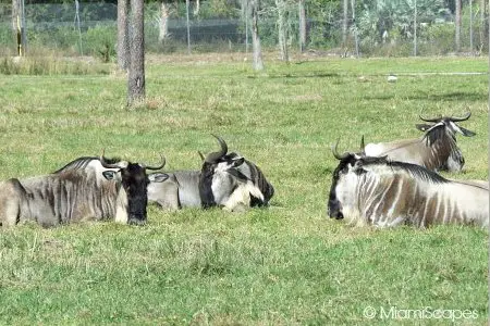 Lion Country Safari Wildebeest  at the Serengeti Plains