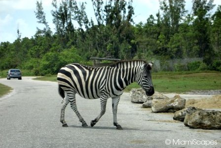 Lion Country Safari Zebra Crossing the Road