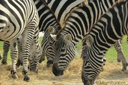 Lion Country Safari Herd of Zebras feeding