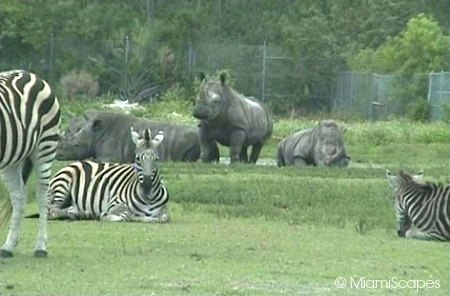 Lion Country Safari zebras and rhinos