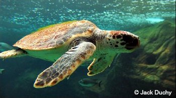 Loggerhead Turtle