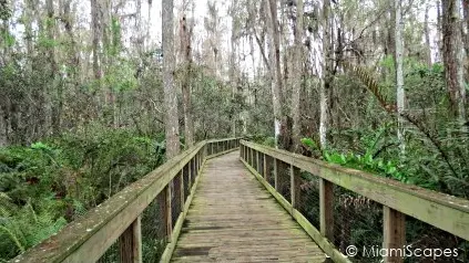 Loxahatchee National Wildlife Refuge Cypress Swamp Boardwalk