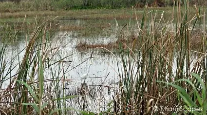 Loxahatchee National Wildlife Refuge Marshes: Egret