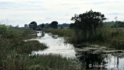 Loxahatchee National Wildlife Refuge Marshes