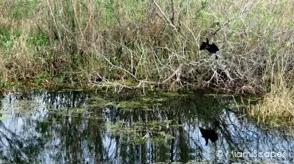 Loxahatchee National Wildlife Refuge Wildlife