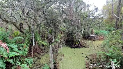 Loxahatchee National Wildlife Refuge Cypress Swamp Boardwalk