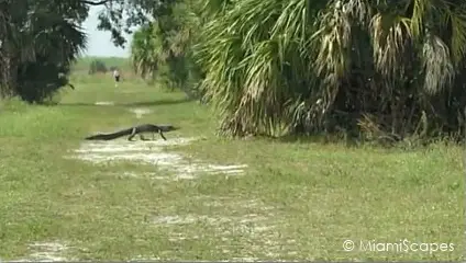 Loxahatchee National Wildlife Refuge Wildlife: Alligator