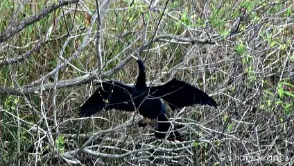 Loxahatchee National Wildlife Refuge Birdlife: Anhinga