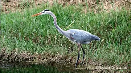 Loxahatchee National Wildlife Refuge Birdlife: Great Blue Heron