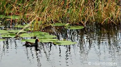 Loxahatchee National Wildlife Refuge Birdlife: Coots