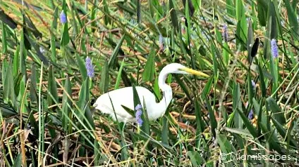 Loxahatchee National Wildlife Refuge Birdlife: Egret