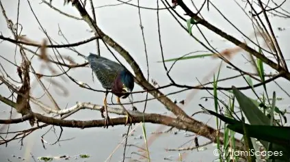 Loxahatchee National Wildlife Refuge Birdlife: Little Green Heron