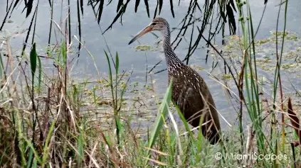 Loxahatchee National Wildlife Refuge Birdlife: Limpkin