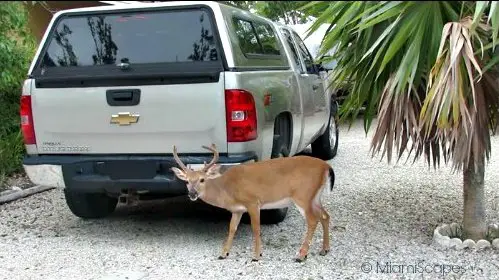 Florida Key Deer: Buck next to car