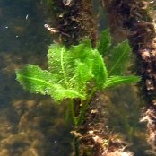 Mangrove Algae: Fern